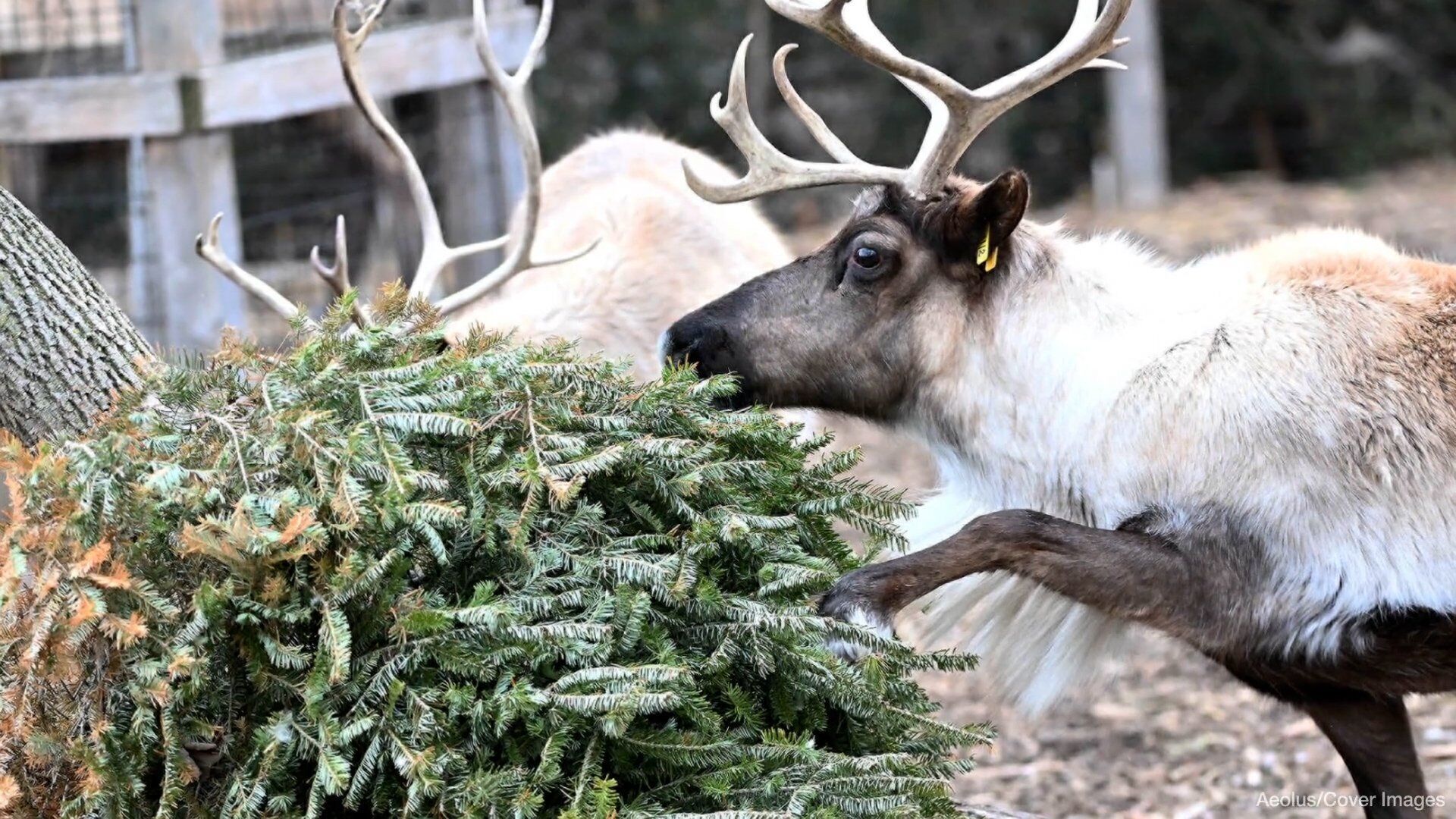 Animals at Chicago's Brookfield Zoo help recycle discarded Christmas trees